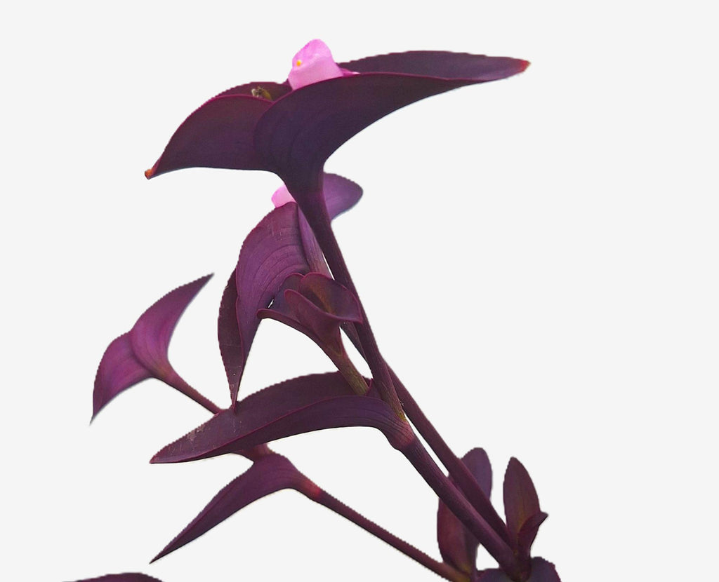 Tradescantia Pallida Purple Heart 8-inch Rooted Live Plant, Florida Grown.