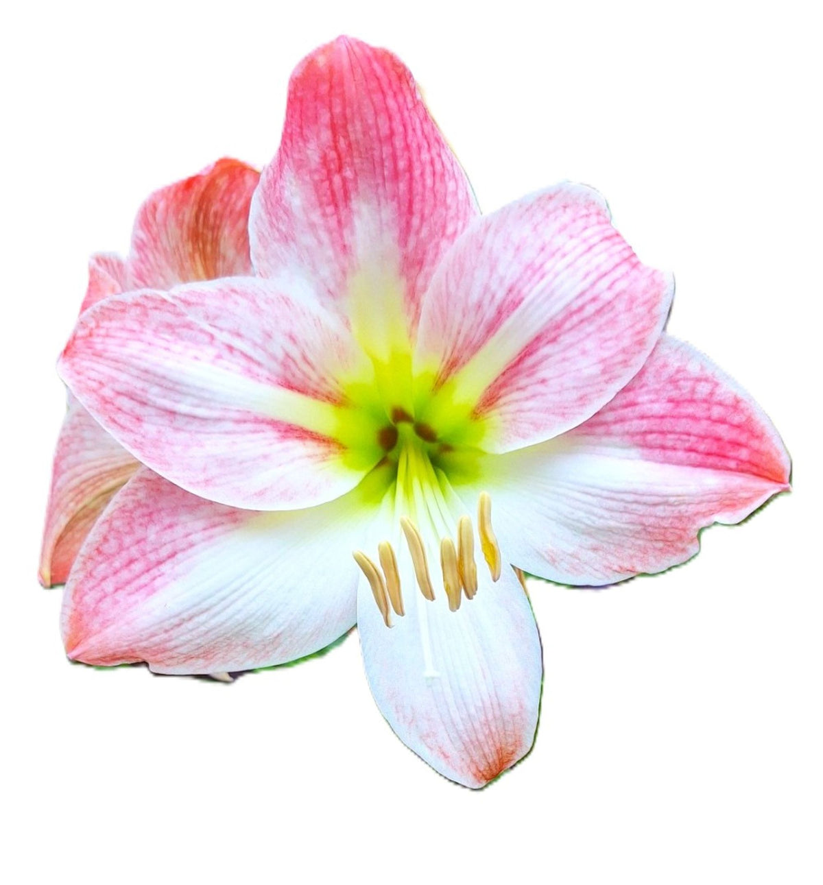 Pink Amaryllis Blushing Bride 2026 Seeds 10 per Pack Germinates in 20 Days