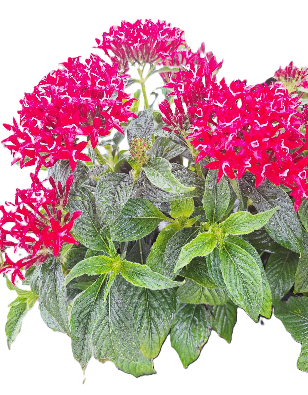 Pentas (Pentas lanceolata) Egyptian Stars RED Mature 10-inch Blooming Plants