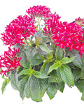 Pentas (Pentas lanceolata) Egyptian Stars RED Mature 10-inch Blooming Plants