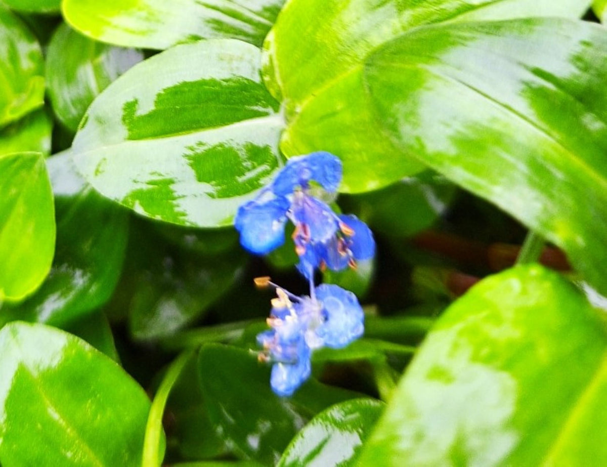 Tradescantia Whitemouth Dayflower Plant, 4 Inch Pot, 6 Rooted Stems, Blue Flowers, Indoor/Outdoor