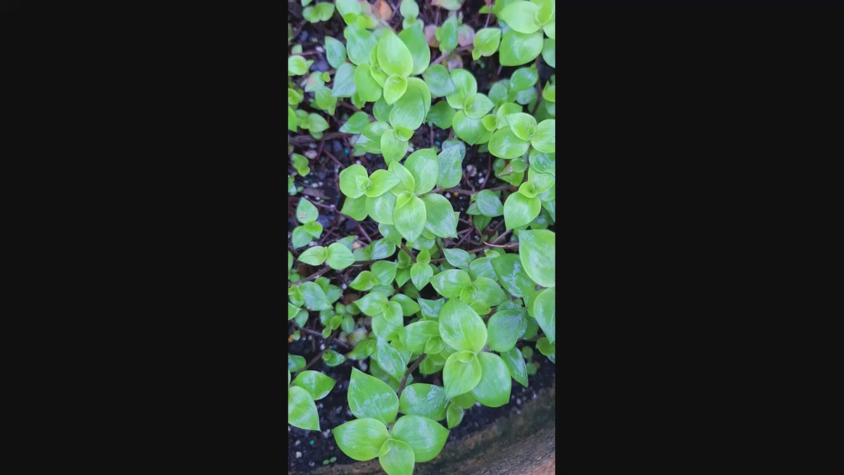 Tradescantia fluminensis Mini Inch Plant Cascading Wandering Jew 3–5” Tiny Leaves