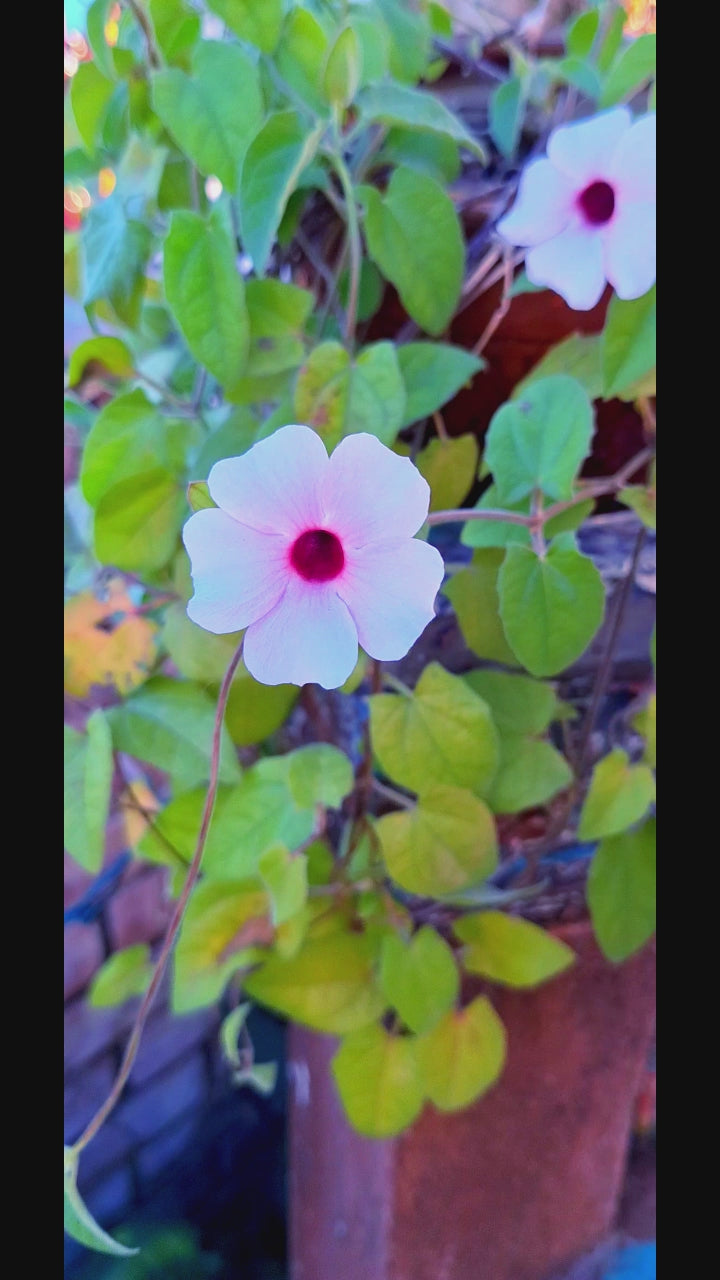 Thunbergia erecta – Rose Pink Bush Clockvine (Fully Rooted Starter Vine)