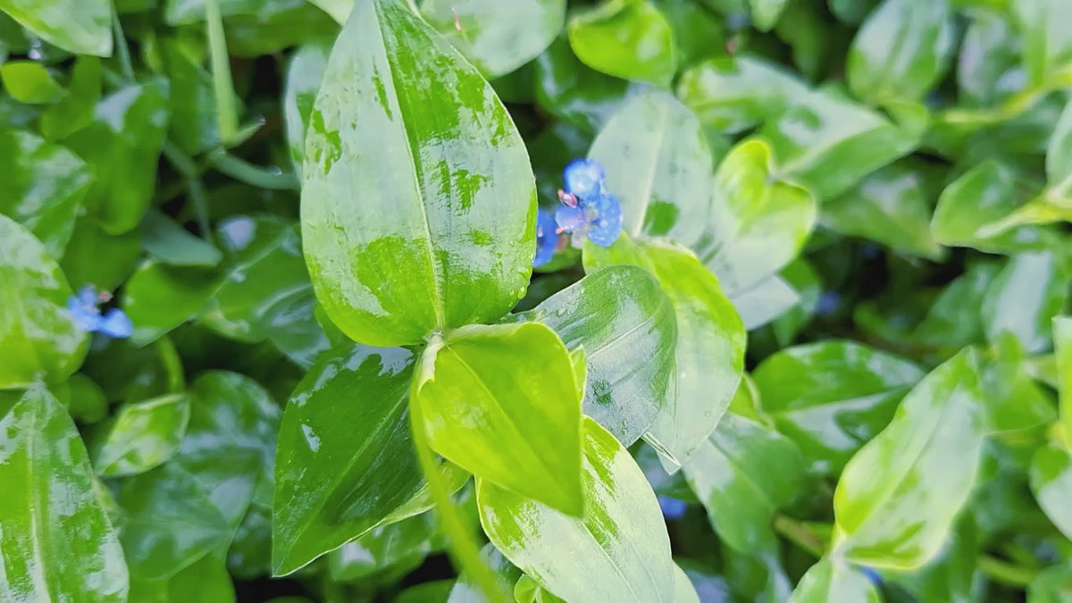 Tradescantia Whitemouth Dayflower Plant, 4 Inch Pot, 6 Rooted Stems, Blue Flowers, Indoor/Outdoor