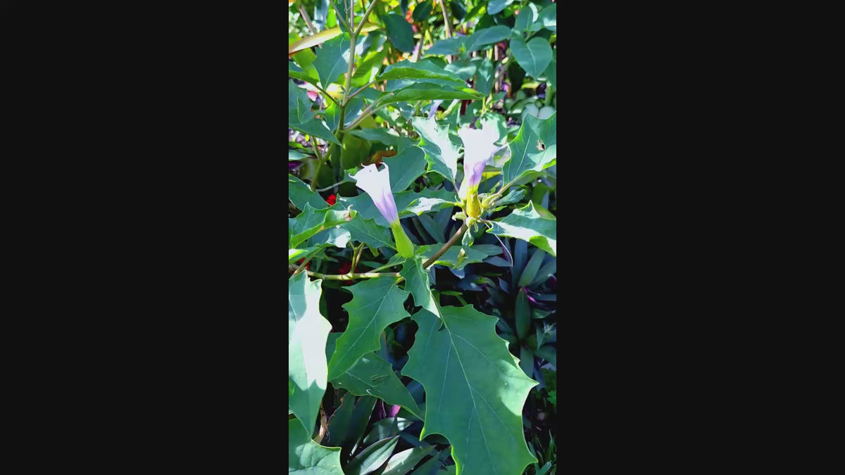 Datura Devils Trumpet Lilac-Lavender 6" FRAGRANT blooms 2026 Seeds