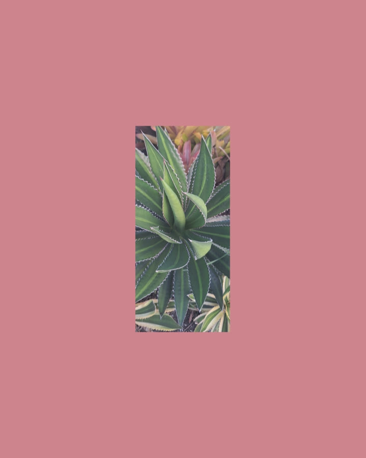 Agave Lophantha Splendida Succulent, 6-inch Starter Plant USDA Zones 9-12