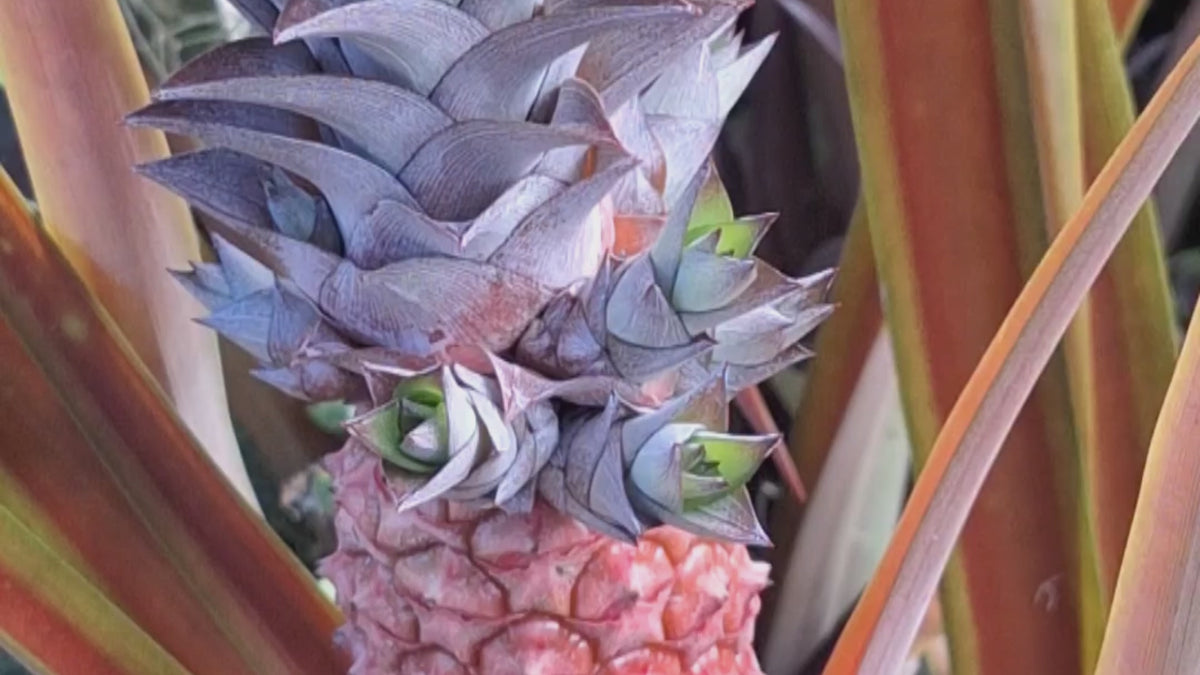 Ananas Lucidus Fire Pineapple Rare Tropical Plant Indoor/Outdoor Houseplant.
