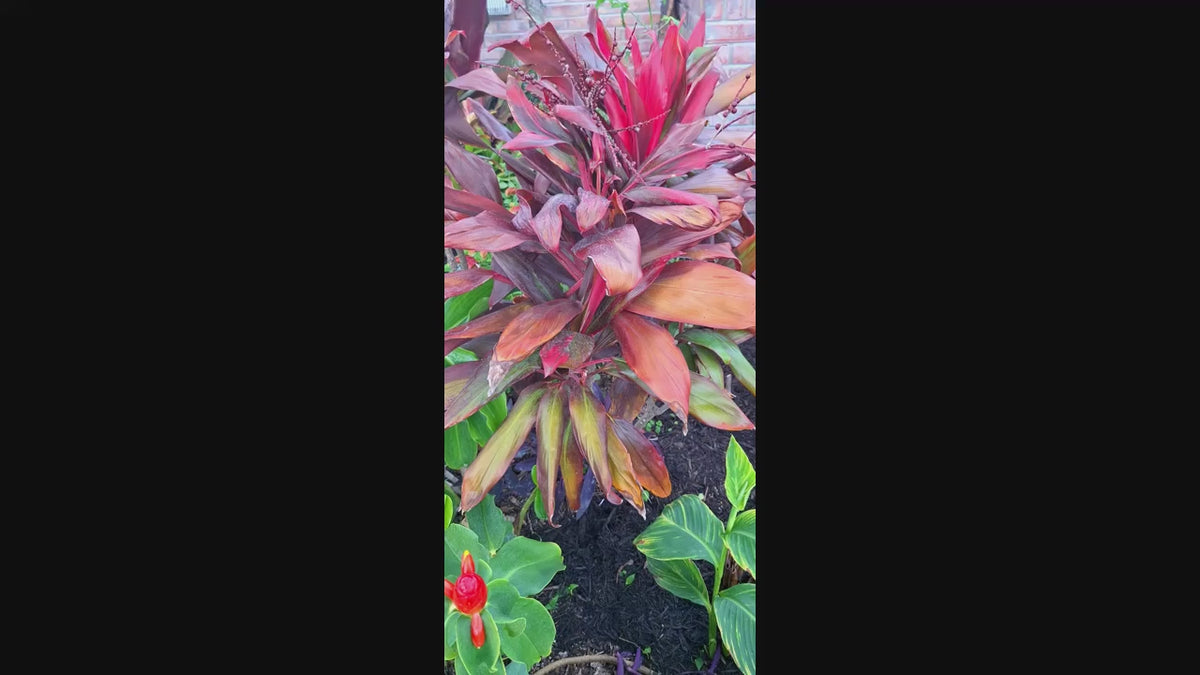 Hawaiian Ti ‘Royal Red Sister’ Cordyline – 18″+ Rooted Plant, Florida‑Grown Tropical Foliage