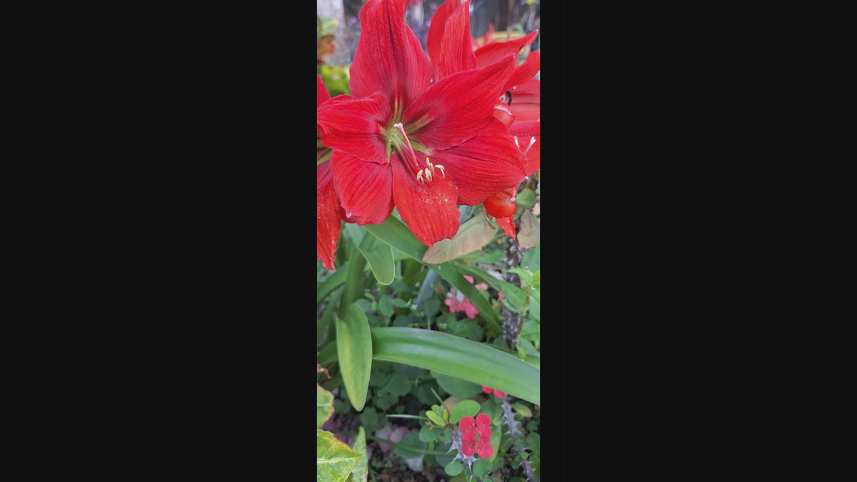 Double Red Dragon Amaryllis Seeds, 10 Seeds per Pack, Large 8" Blooms
