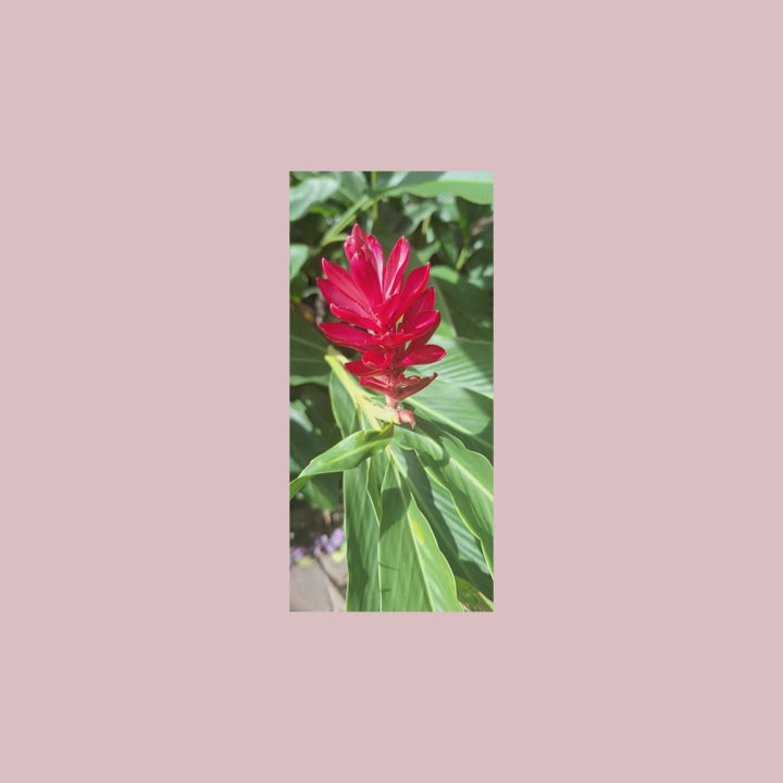 Tahitian Red Ginger Live Rooted Starter Plant Tropical Torch Bloom Rare Hawaiian Variety