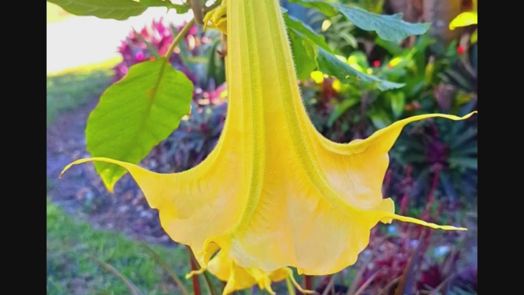 Yellow/Gold Angel Trumpet Tree 14-inch Starter Plant Brugmansia Tropical Fragrant Blooms All Year.