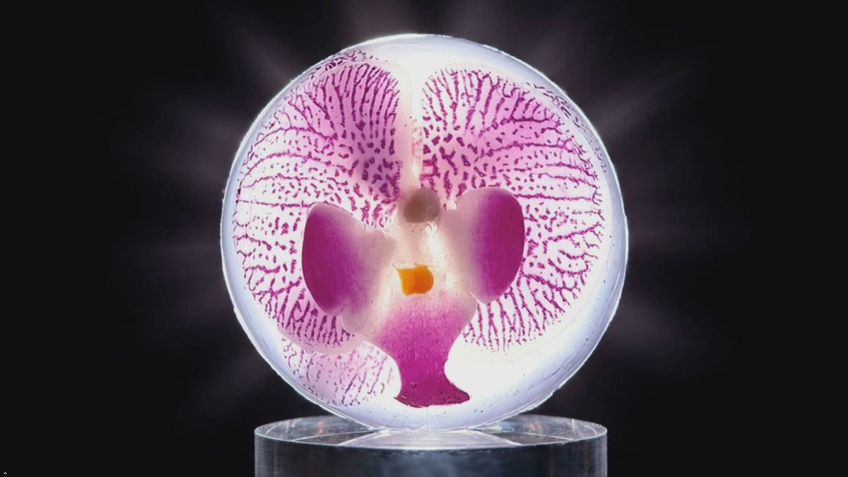 Handmade Orchid Soaps, Clear Vegan Glycerin, Unscented Hypoallergenic, Purple or Yellow, 8 oz Rounds, 2 Pack