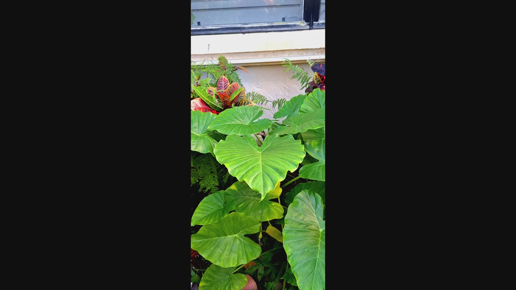 Alocasia Regina Elephant Ear Plant, 18 Inches, Indoor/Outdoor Tropical Plant