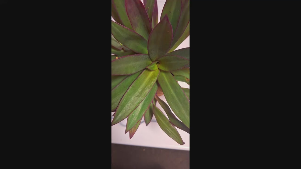 Tropical Tradescantia Oyster Plant Set of 2 Plants