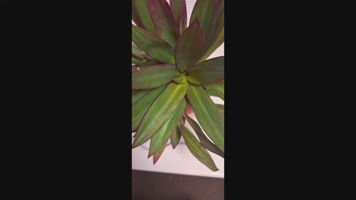 Tropical Tradescantia Oyster Plant Set of 2 Plants