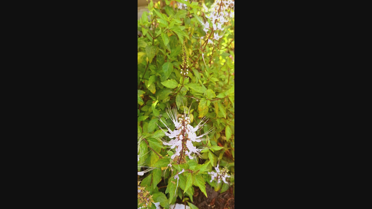 Cat Whiskers Live Starter Plant 8 Inch, Fast Growing, White Blooms, Pollinator Favorite