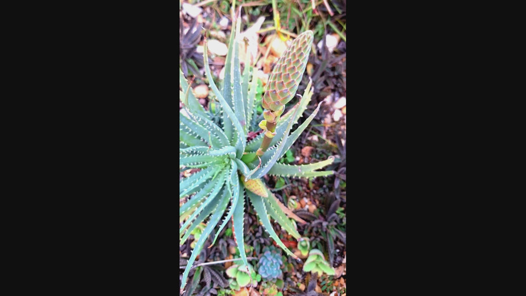 Aloe Aristata Blue Lace Aloe Torch Plant 8" starter full sun, USDA Zones 9-12 Indoor/outdoor