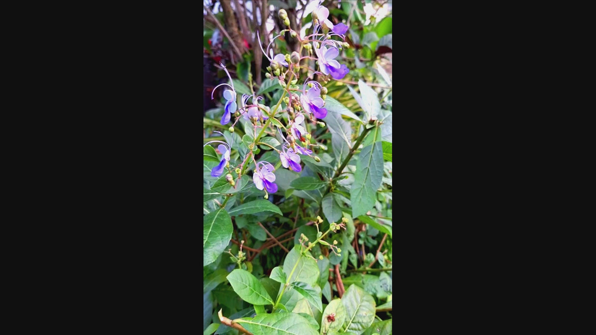 Blue Butterfly 14-inch Starter Plant, Exotic Clerodendrum Ugandense, Tropical Full Sun Flowering Shrub