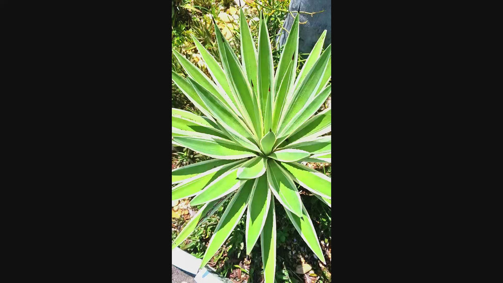 Caribbean Agave Angustifolia Variegated Live Plant, 8 Inch Starter, Full Sun, USDA Zones 9-12