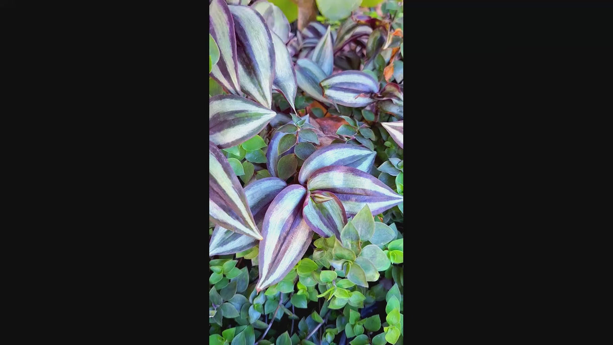 Tradescantia Zebrina Popular Easy Growing Colorful Rooted Plants No Pesticides.
