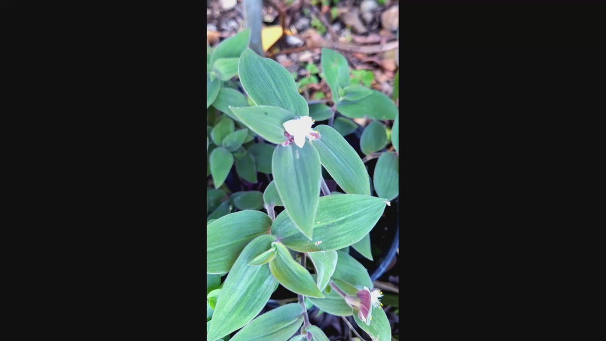 4-Type Tradescantia (Wandering Jew) Collection Live Plants, Zebrina, Purple Hearts, Mini Inch Plant, White Mouth