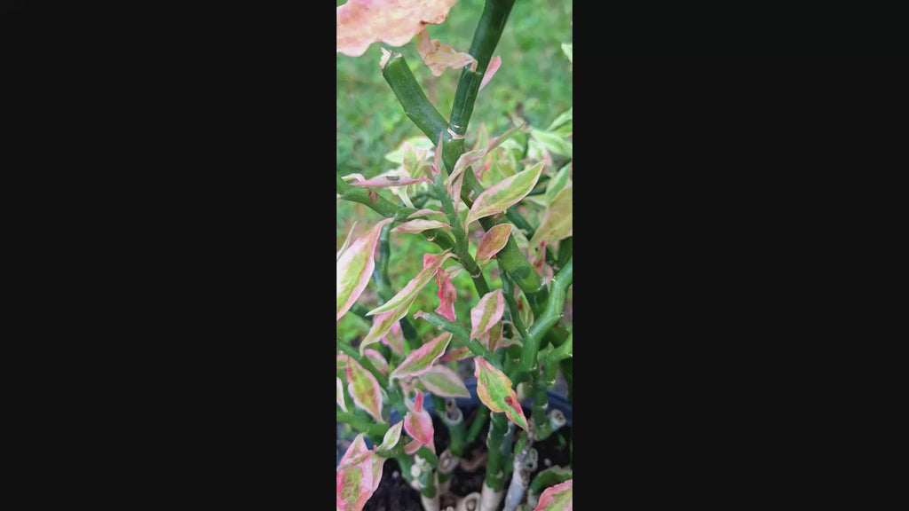 Devils Backbone Zig Zag Plant Variegated Pedilanthus tithymaloides False Bird 10” Live Tropical Houseplant
