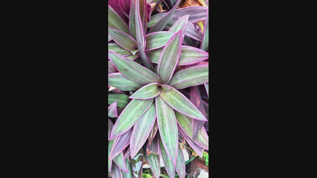 Tradescantia Dwarf Variegated Oyster Plants Lavender Tri-Color Set of 2