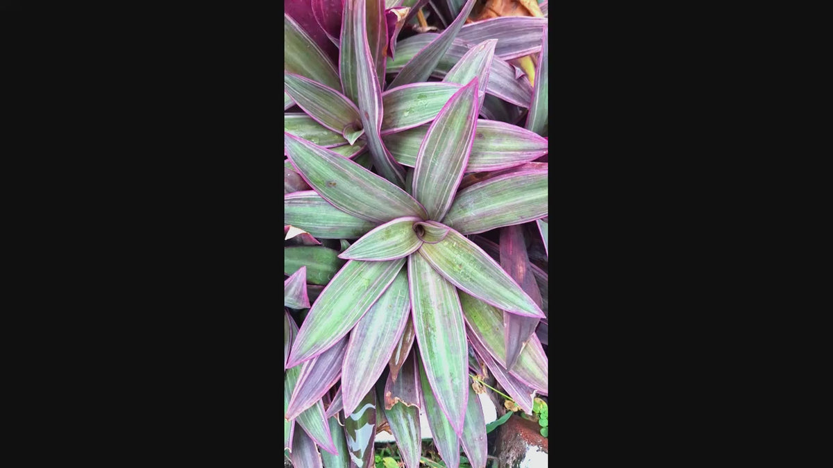 Tradescantia Dwarf Variegated Oyster Plants Lavender Tri-Color Set of 2