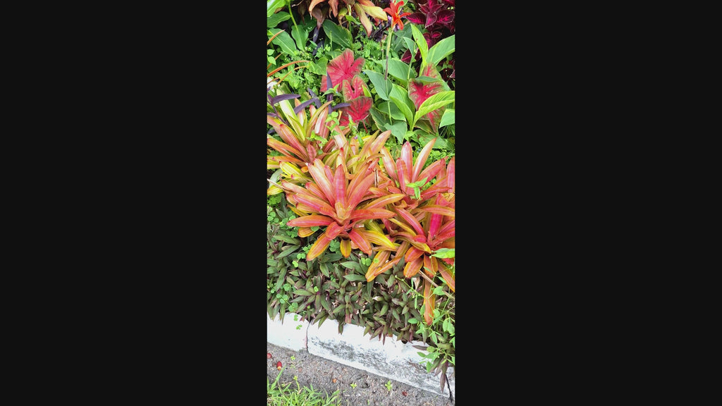 Tropical Pink/Red Center Martin Exotic Bromeliad 8" Diameter Rain Forest Plant.