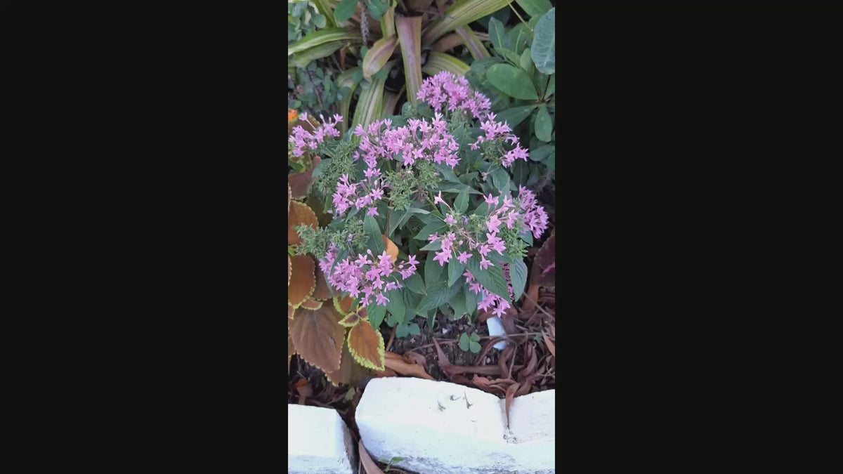 Pentas Egyptian Stars DEEP LAVENDER 10-inch Plants Blooming Garden Ready