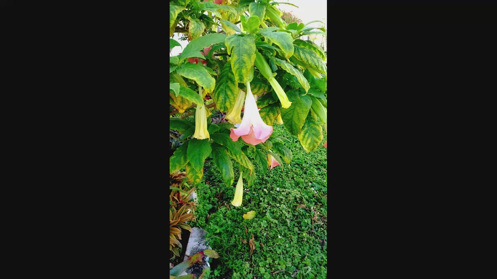 Pink Angel Trumpet Tree 14-inch Starter Plant Brugmansia Tropical Flowering Plant Large Fragrant Pink Blooms