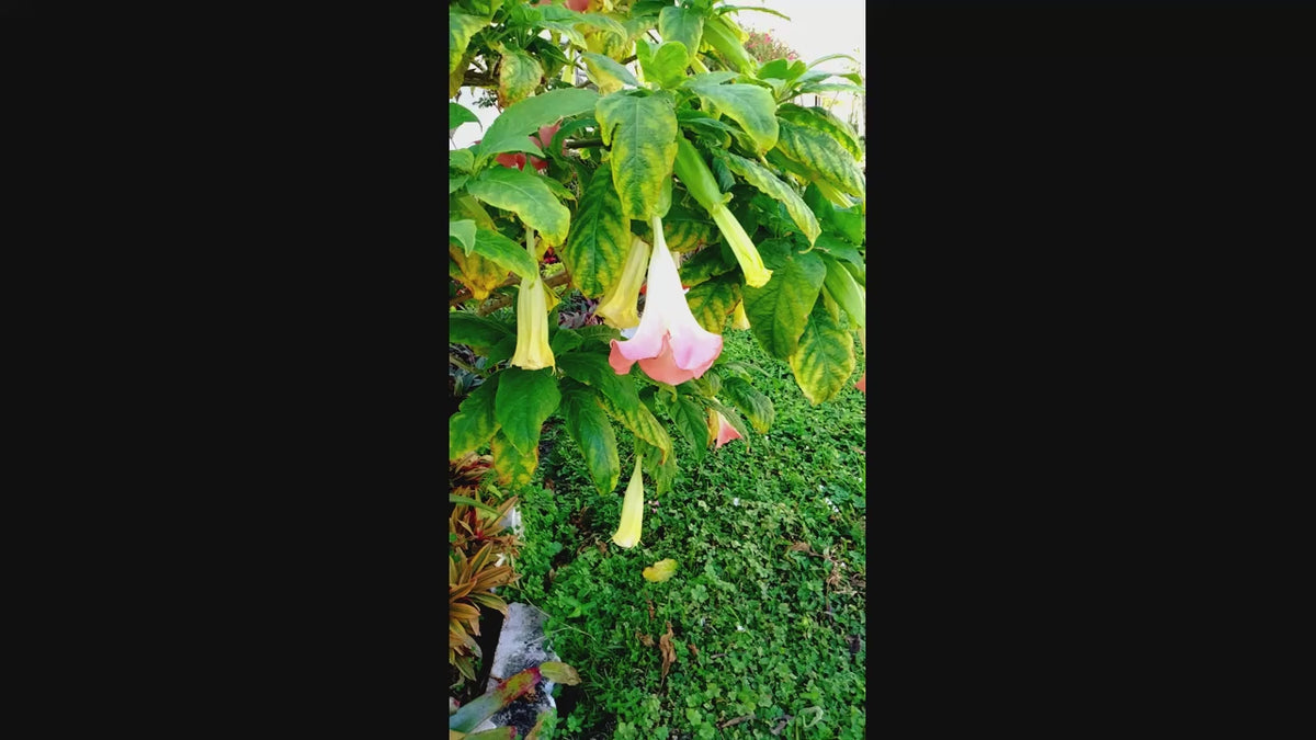 Pink Angel Trumpet Tree 14-inch Starter Plant Brugmansia Tropical Flowering Plant Large Fragrant Pink Blooms