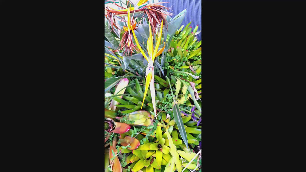 Orange Bird of Paradise Plant – 18″ Rooted Starter, Florida‑Grown Tropical Foliage (Strelitzia)