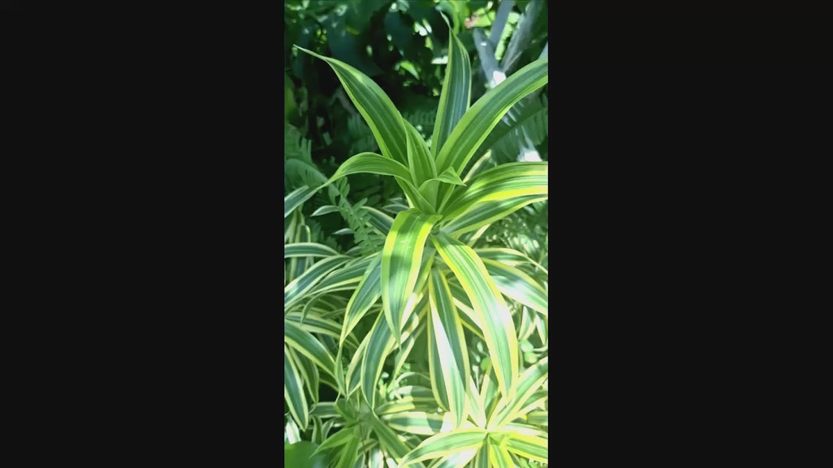 Dracaena Song of India Plant Combo with Tradescantia Purple Hearts