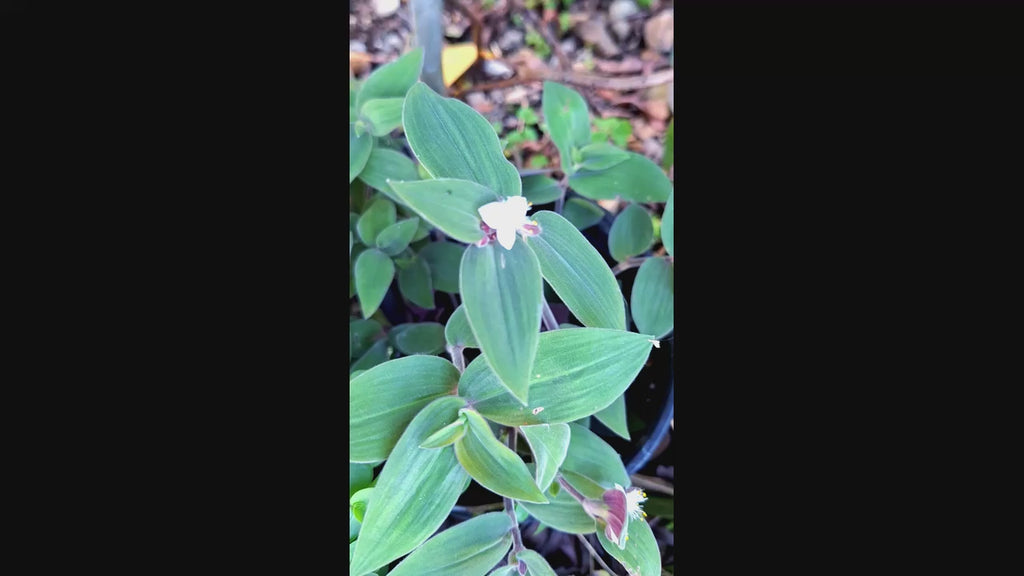 Blue Bunnies Tradescantia Live Baby Bunnies Plant 3–5” Starter Fuzzy Silver Leaves with Purple Undersides