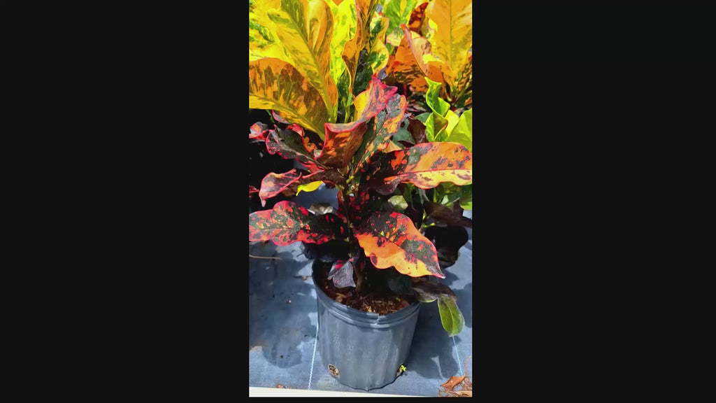 Petra Croton Plant – Bright Tropical Houseplant (15") – Ships in 24 Hours