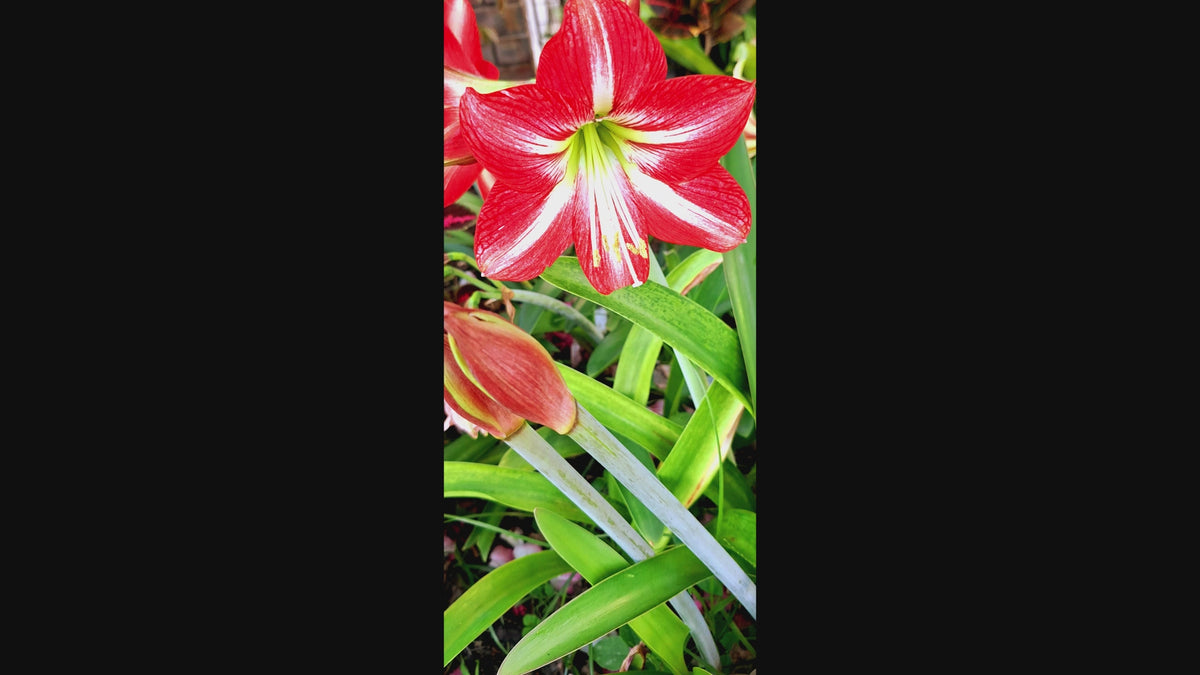 Samba Amaryllis Seeds 10–12 Count Fresh 2026 Harvest Exotic Red & White Ready to Plant