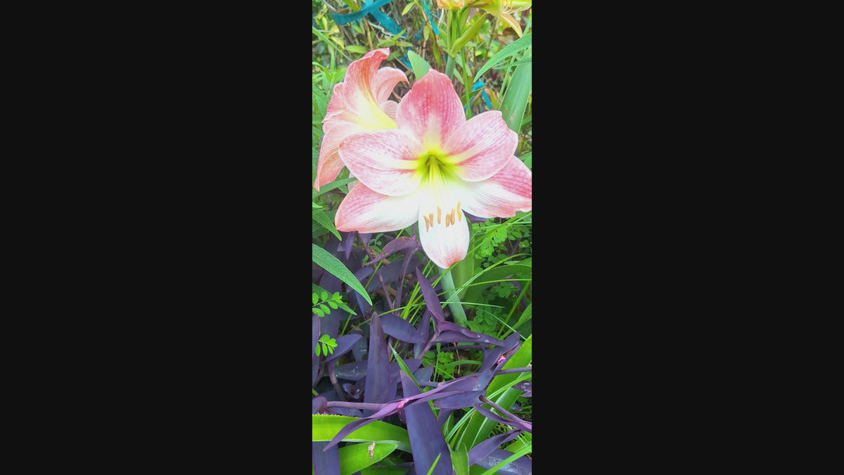 Pink Amaryllis Blushing Bride 2026 Seeds 10 per Pack Germinates in 20 Days