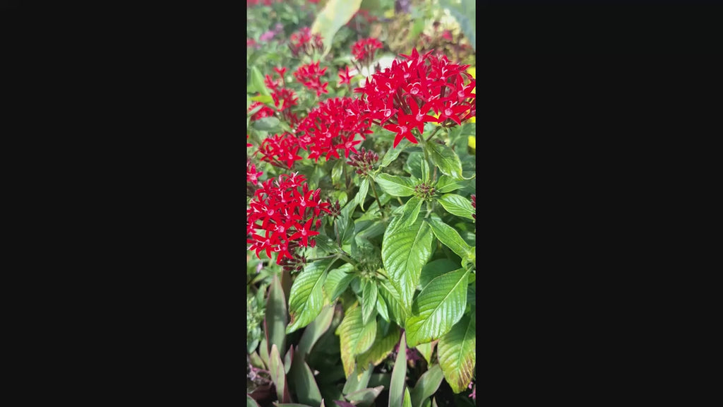 Pentas (Pentas lanceolata) Egyptian Stars RED Mature 10-inch Blooming Plants