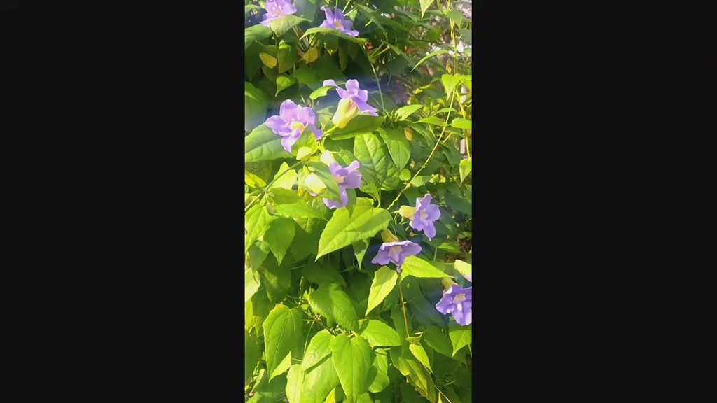 Blue Sky Vine Tropical (Thunbergia grandiflora) – Fully Rooted 10" Vine