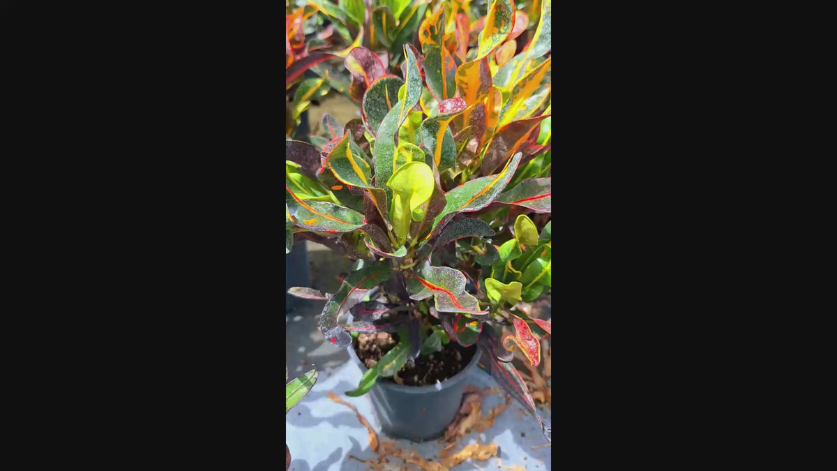 Rare Mammy Croton 10" Fully Rooted Unique Spiral Leaves Established Live Tropical