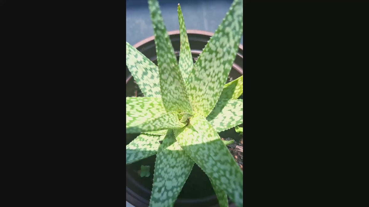 Aloe ‘Bright Star’ (Aloe ‘Donnie’) –Starfish Aloe 6-Inch Starter Plant USDA Zones 9-12
