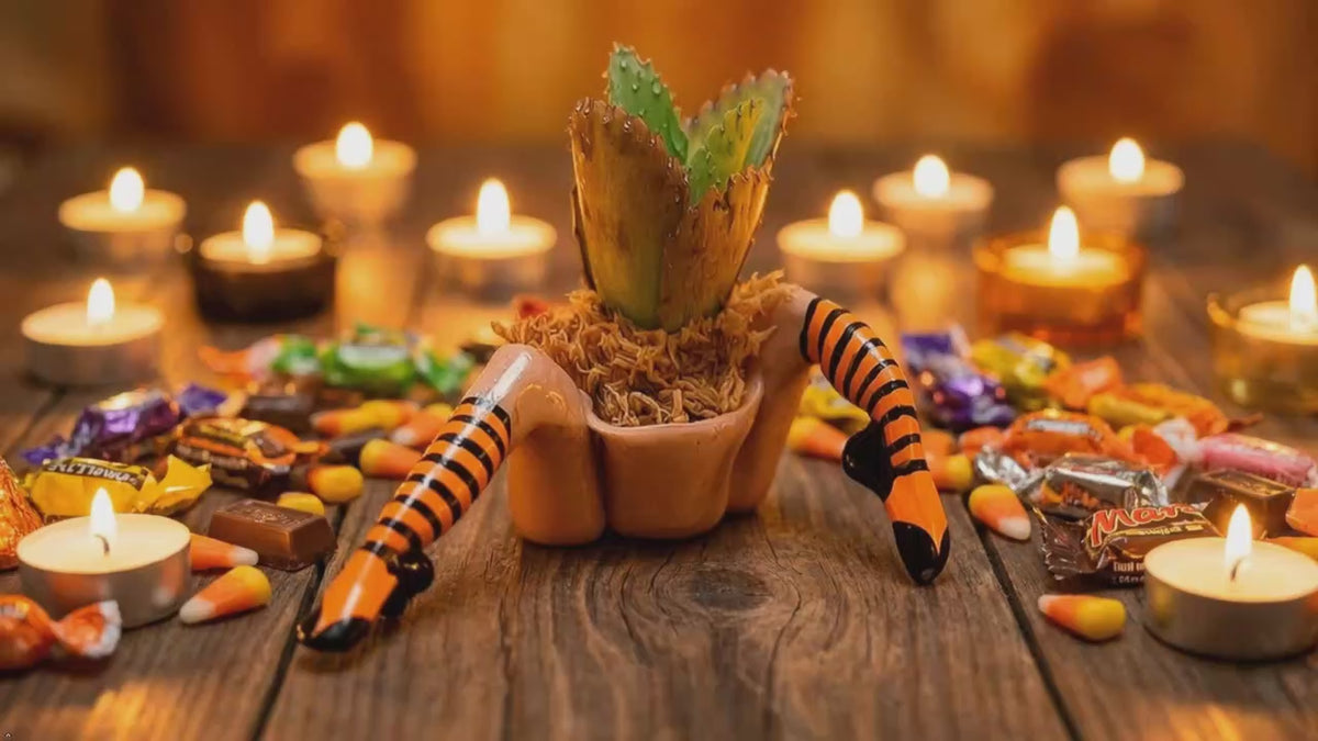 WITCH PLANTER™ – Halloween Table Décor with LIVE Succulent