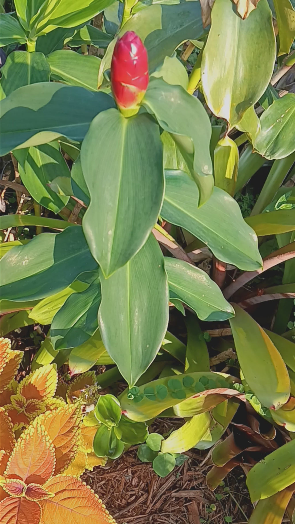 Indian Head Ginger – 2 Stalks, 10" Rooted Live Plant Costys woodsonii, garden ready, easy to grow outdoor/indoor live plants