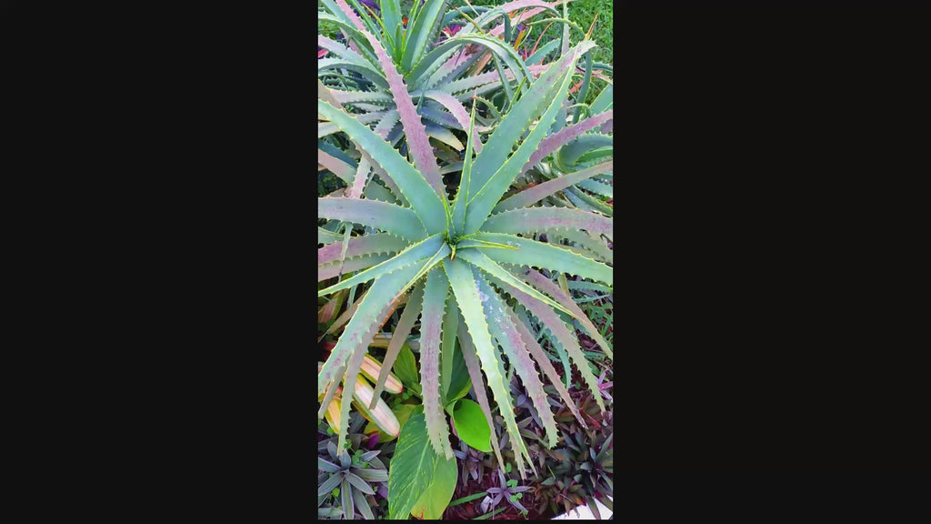 Candelabra Neon Aloe Starter Plant Grows 4 Ft Tall Tropical USDA Zones 9-12 Full Sun
