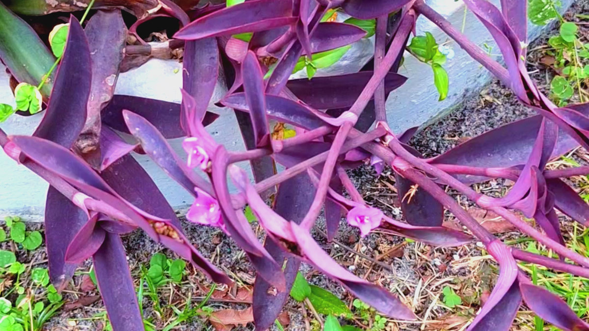 Tradescantia Pallida Purple Heart 8-inch Rooted Live Plant, Florida Grown.