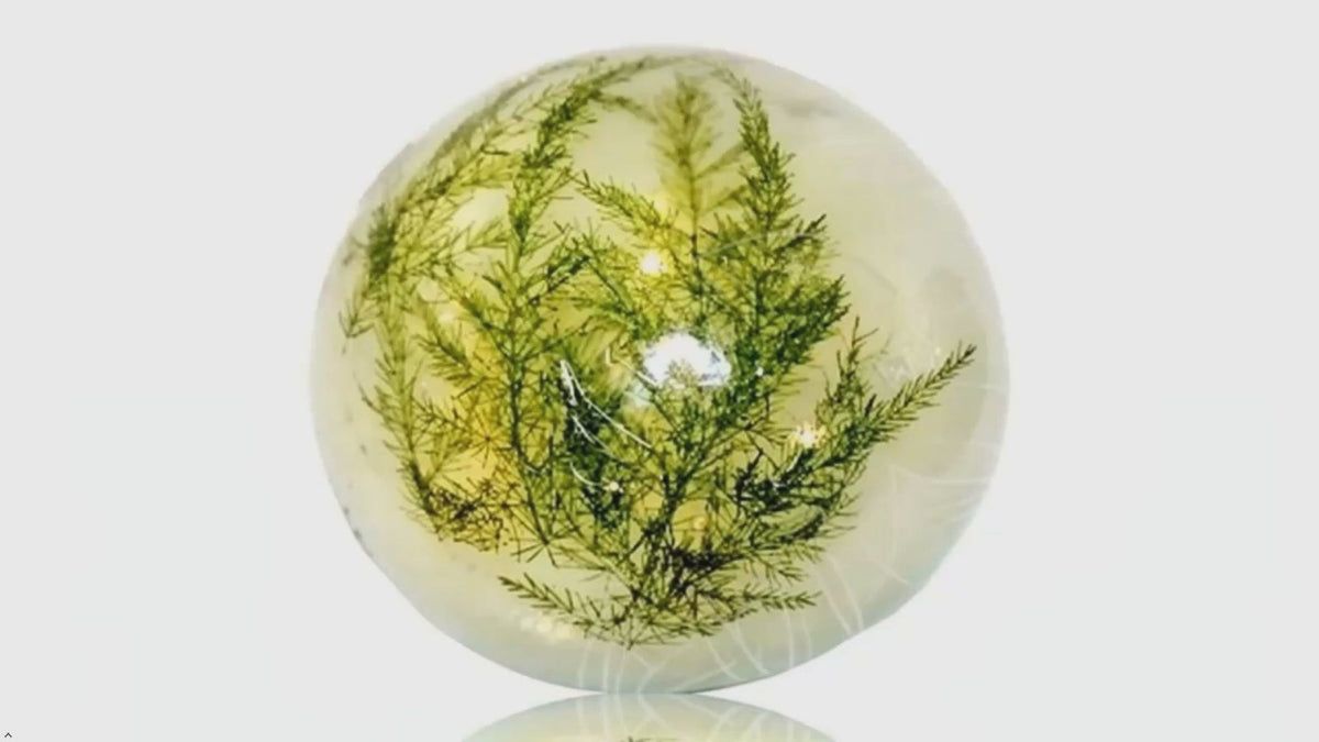 Forest Fern Botanical Soap Set 1 Pound Clear Vegan Glycerin Rounds Unscented, Gluten-Free Hypoallergenic