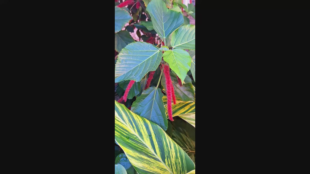 Giant Chenille Plant 12" Red Hot Cat Tails Acalypha hispida Florida‑Grown Tropical Bloomer (Zones 9–12)