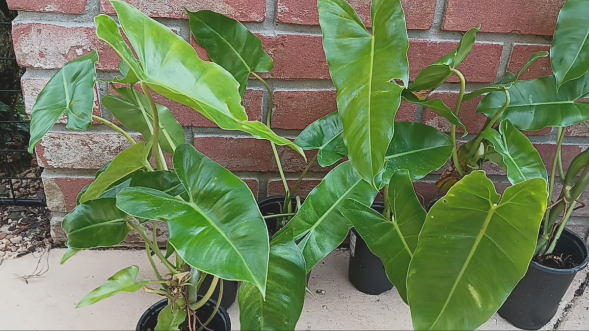 Burle Marx Philodendron Live Mature Rooted 18-inch Plant Indoor/Outdoor Lush Leaves