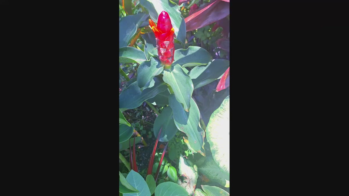 Indian Head Ginger – 2 Stalks, 10" Rooted Live Plant Costys woodsonii, garden ready, easy to grow outdoor/indoor live plants